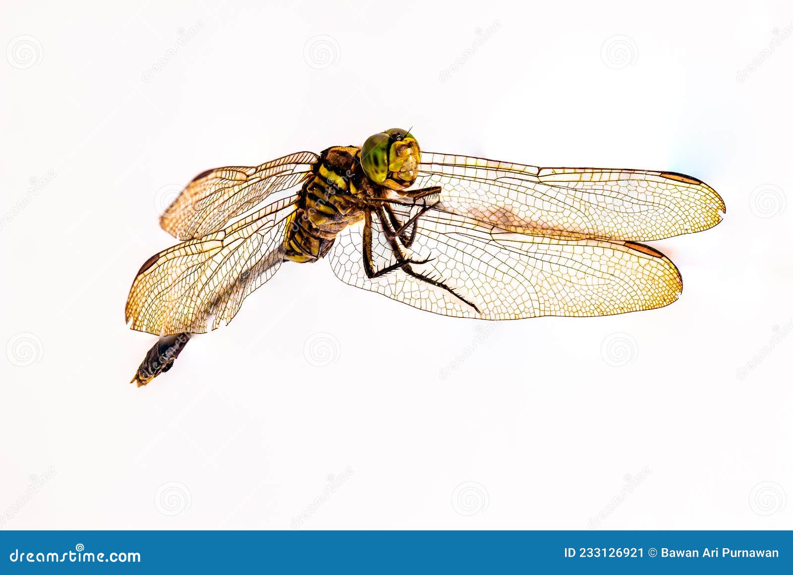 a dragonfly  on a white background, viewed from below