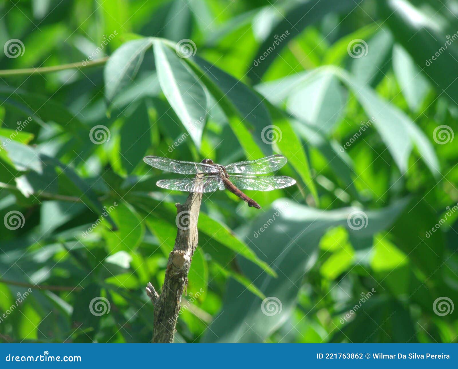 a dragonfly with its transparent wings restingon the end of the stick.