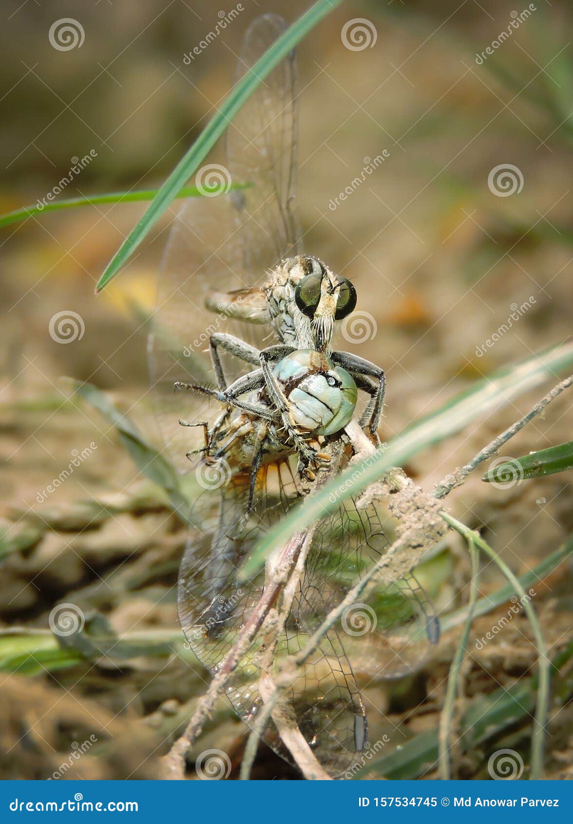 Dragonfly with kill stock image. Image of invertebrate 157534745