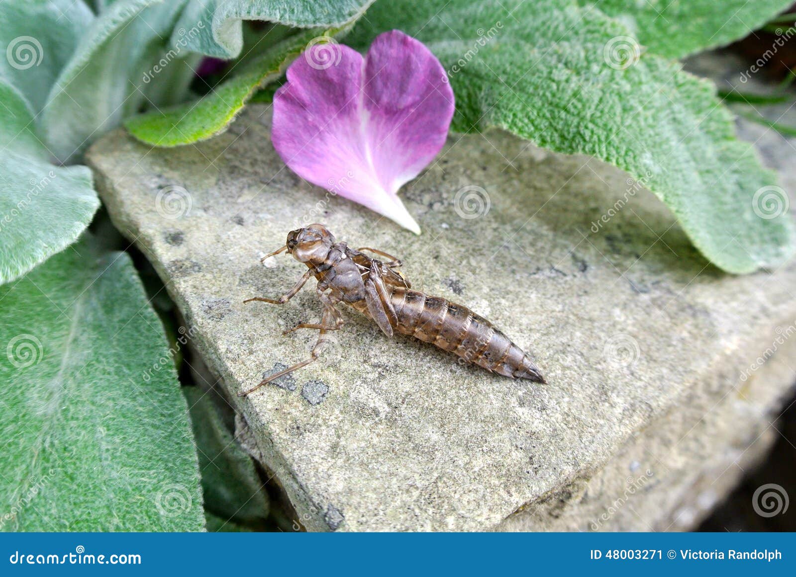 dragonfly larvae predators dragonfly larvae predators