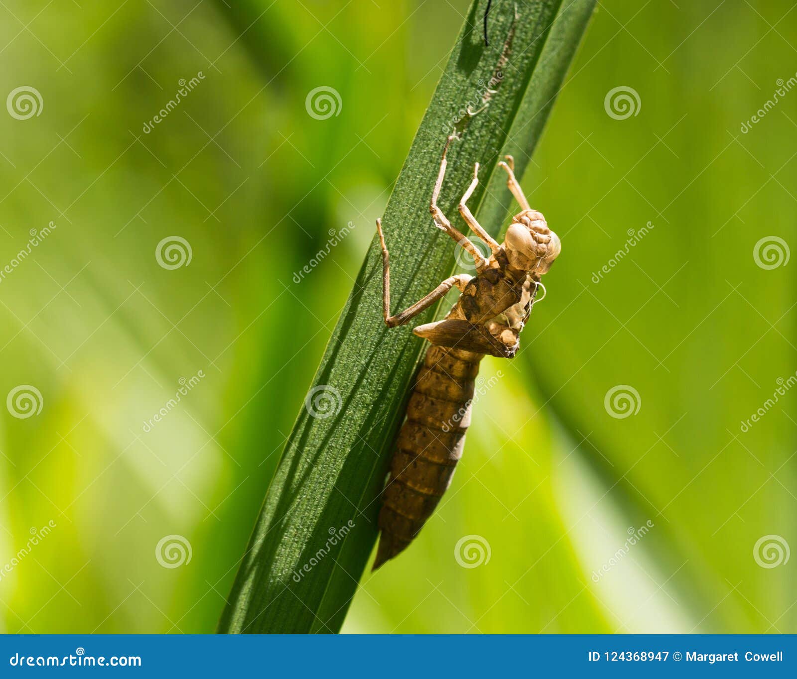 do dragonfly larvae live in water