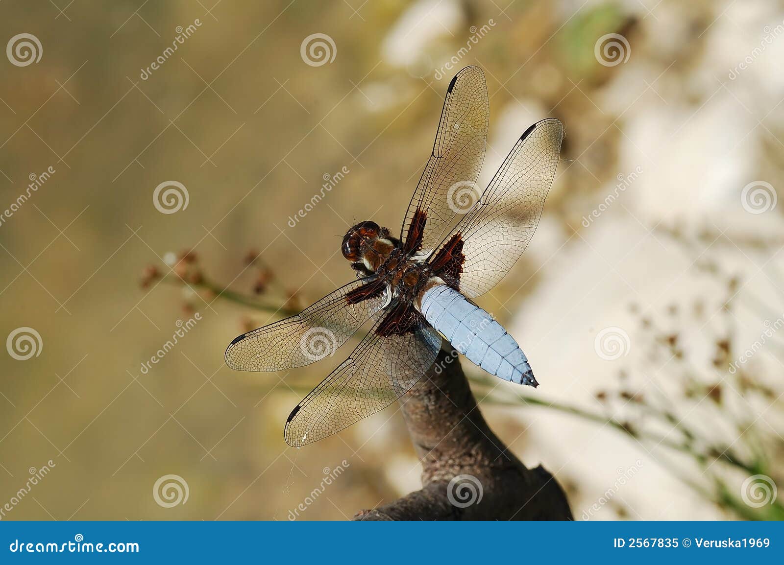 dragonfly libellula depressa