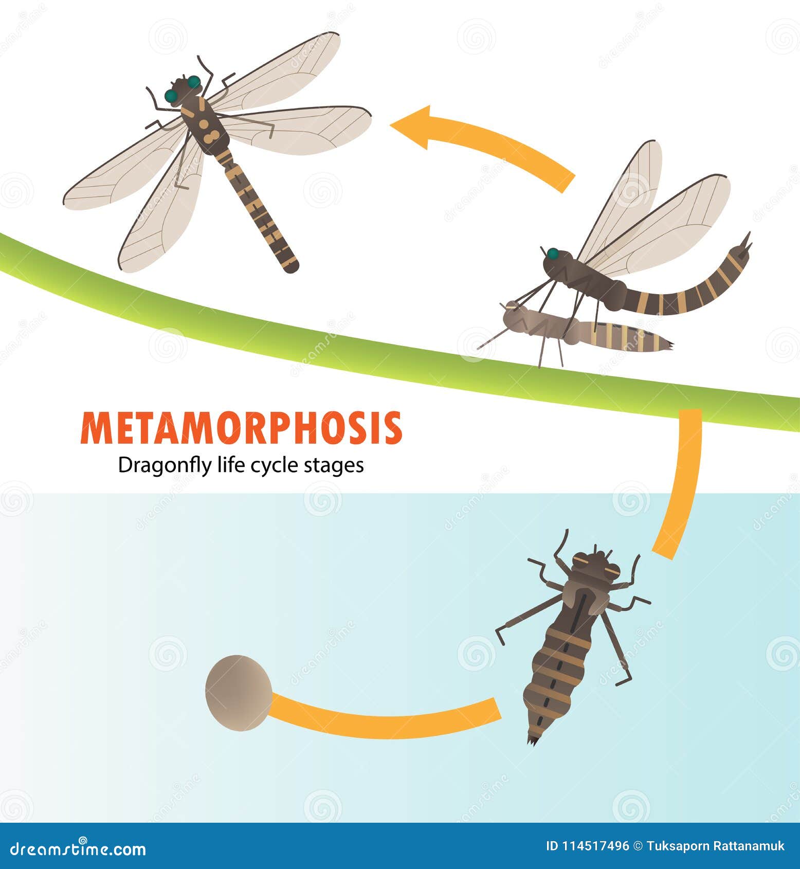 dragonfly metamorphosis dragonfly metamorphosis