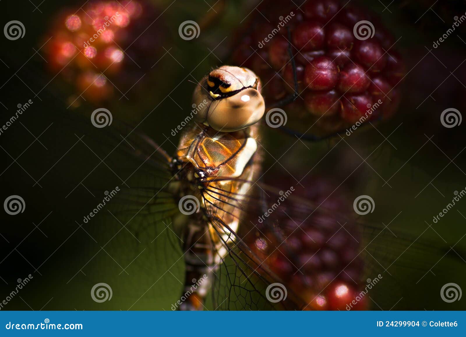 dragonfly migrant hawker on brambleberries