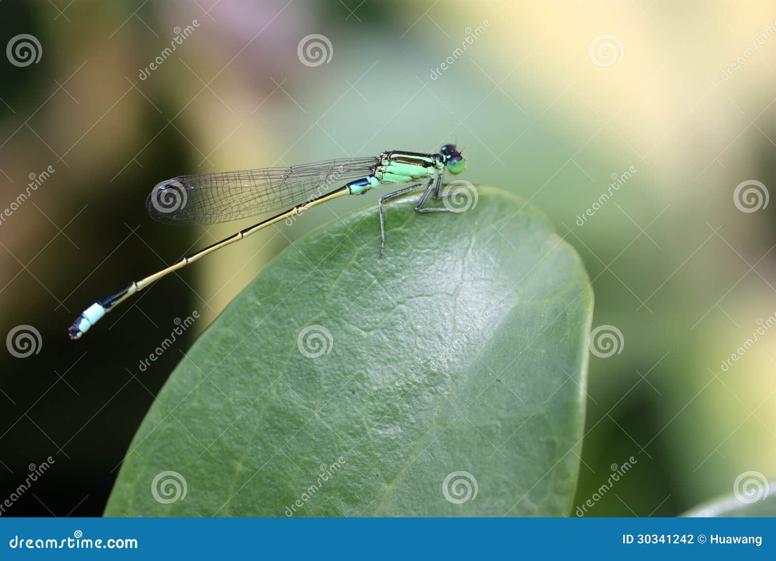 Dragonfly stock photo. Image of nature, buzz, resting 30341242