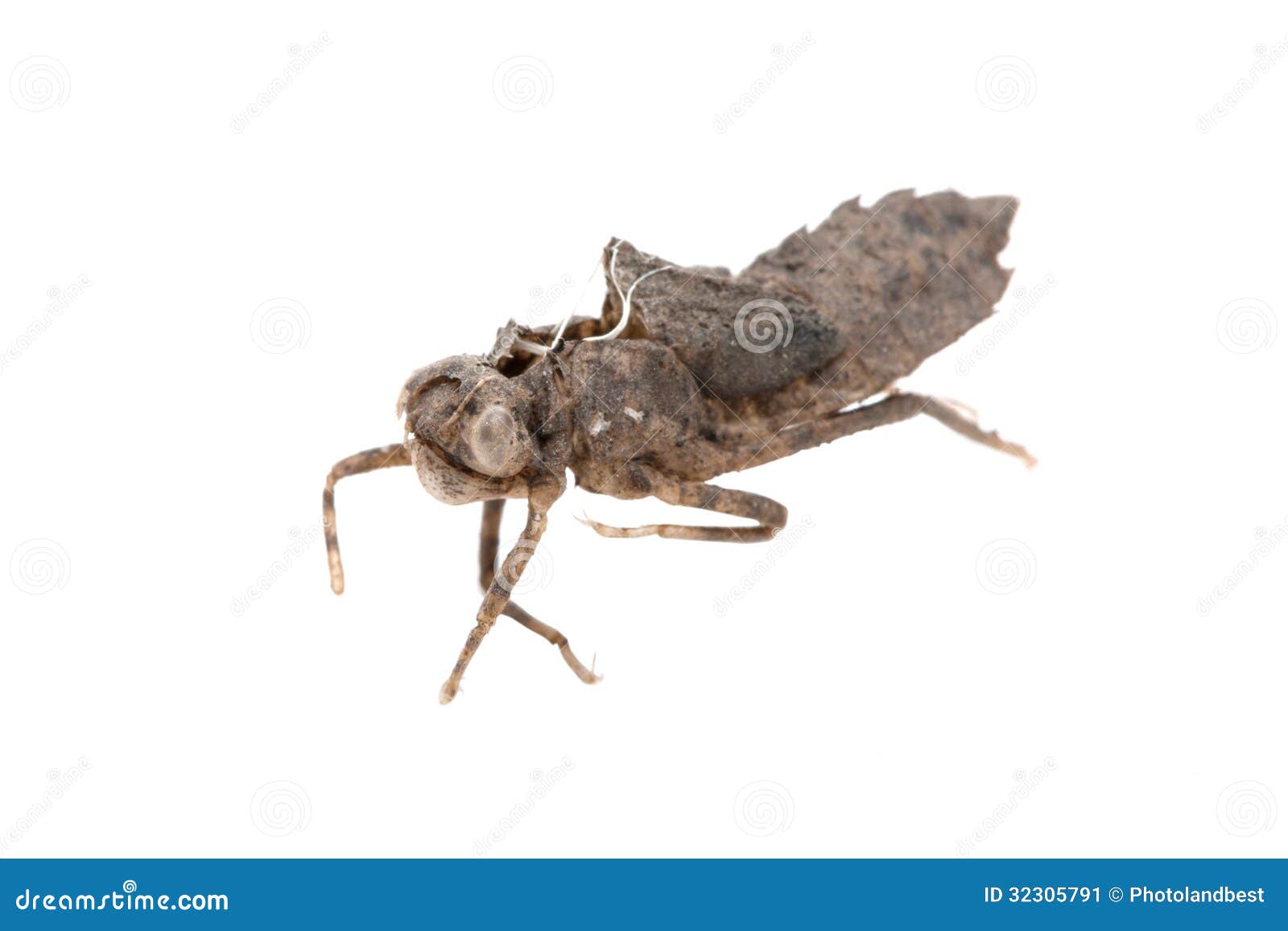 Dragonfly nymph shell stock image. Image of face, object - 32305791