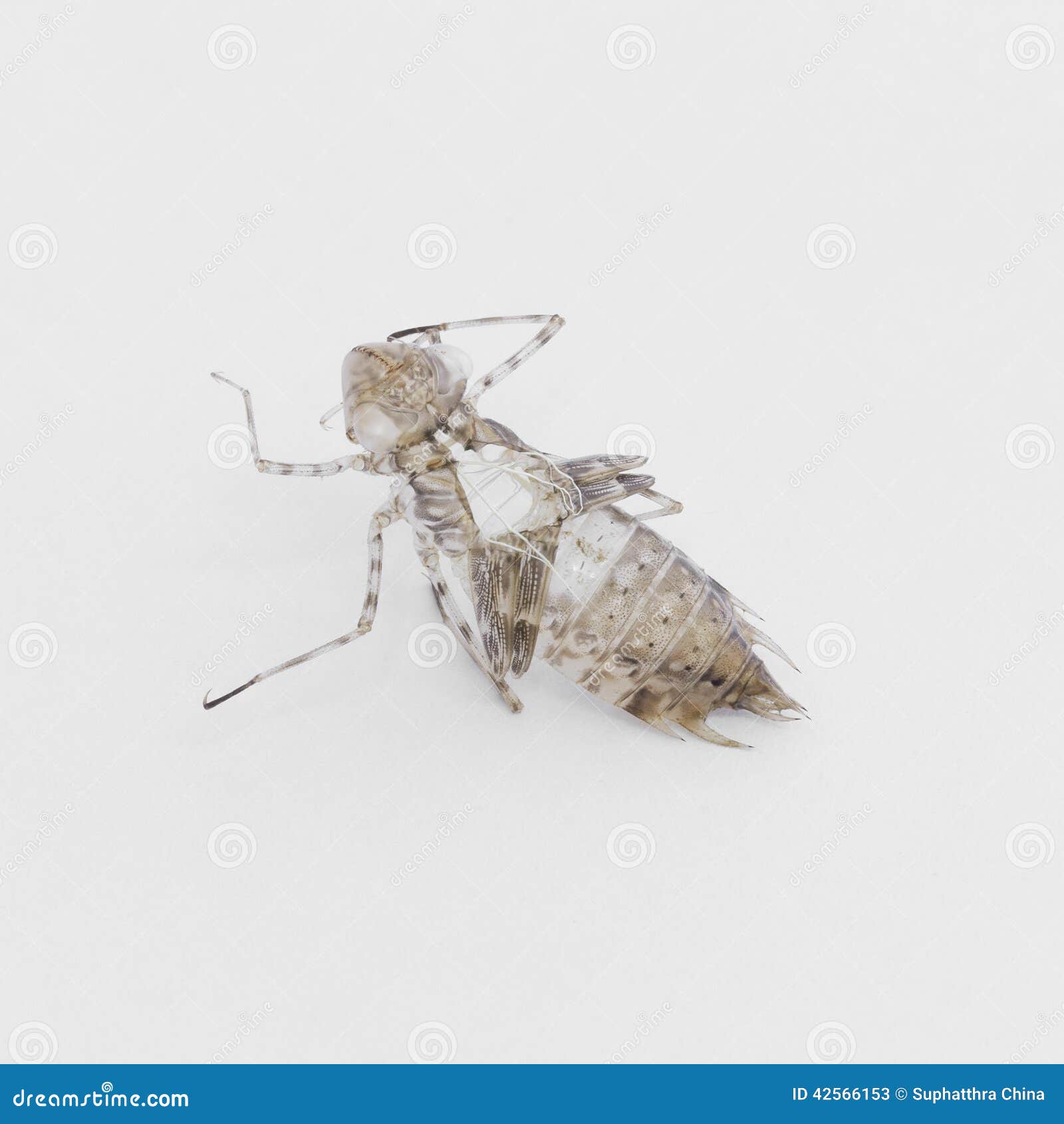 Dragonfly nymph shell stock image. Image of animal, decorative - 42566153