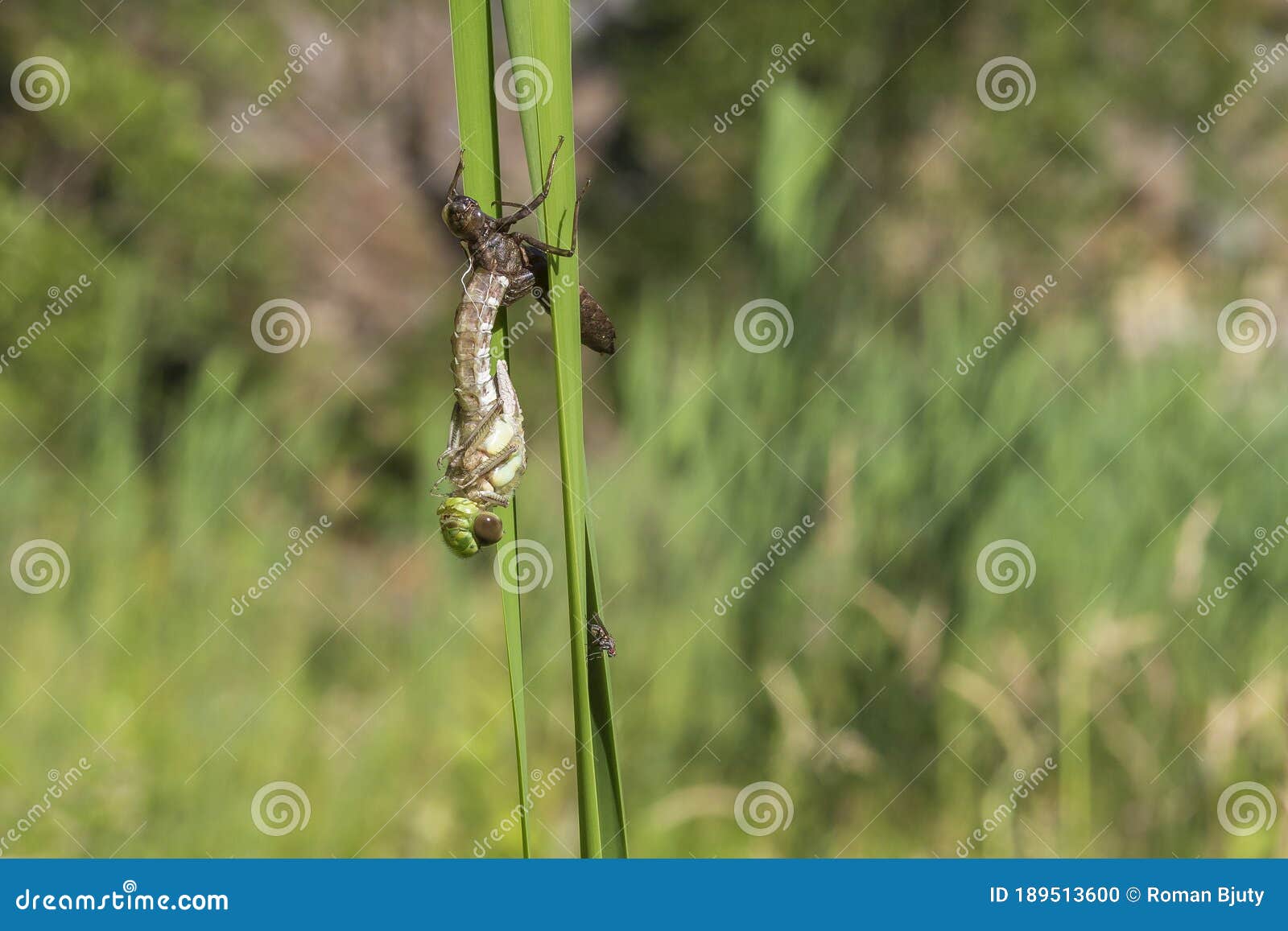 Dragonfly - Odonata on a Blade of Grass Hatches from a Pupa. in the ...