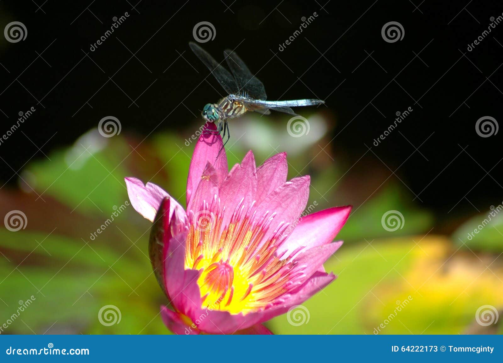 Dragonfly odpoczywa na różowej wodnej lelui. Różowy lotosowy kwiat z dragonfly umieszczał na nim