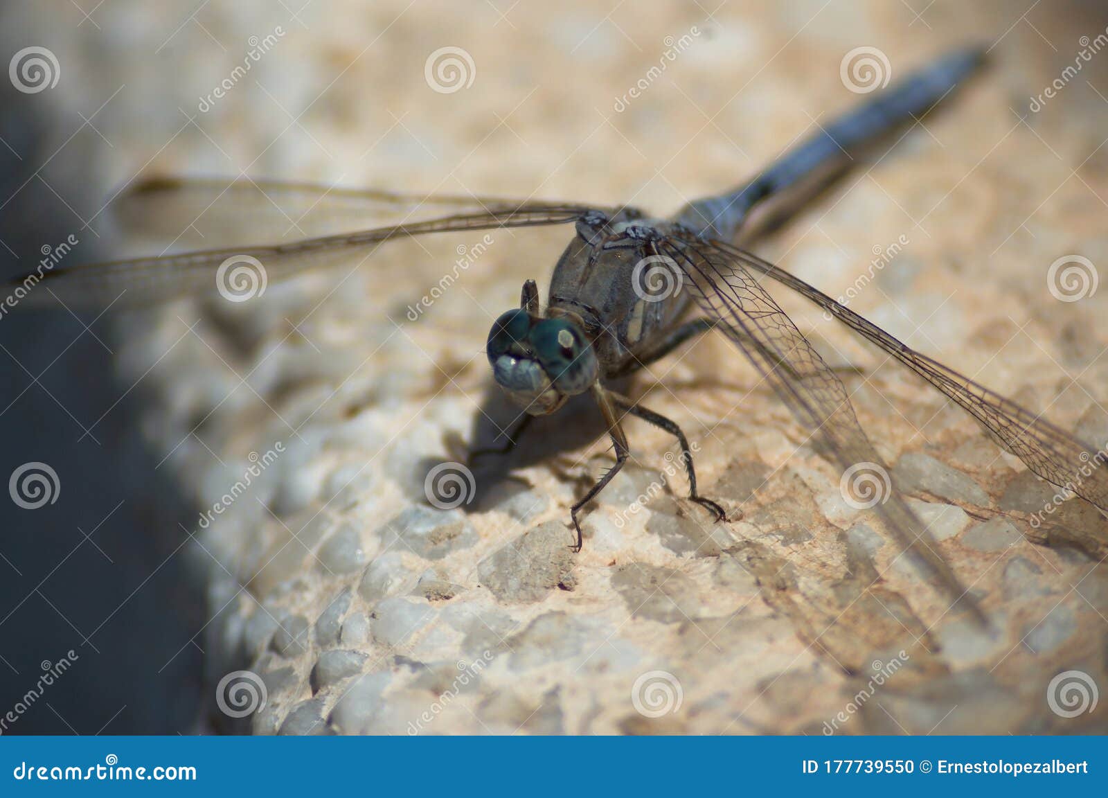 dragonfly perched on the granite in the foreground