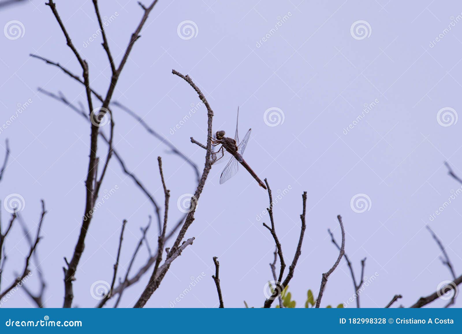 dragonfly perched on tree branch
