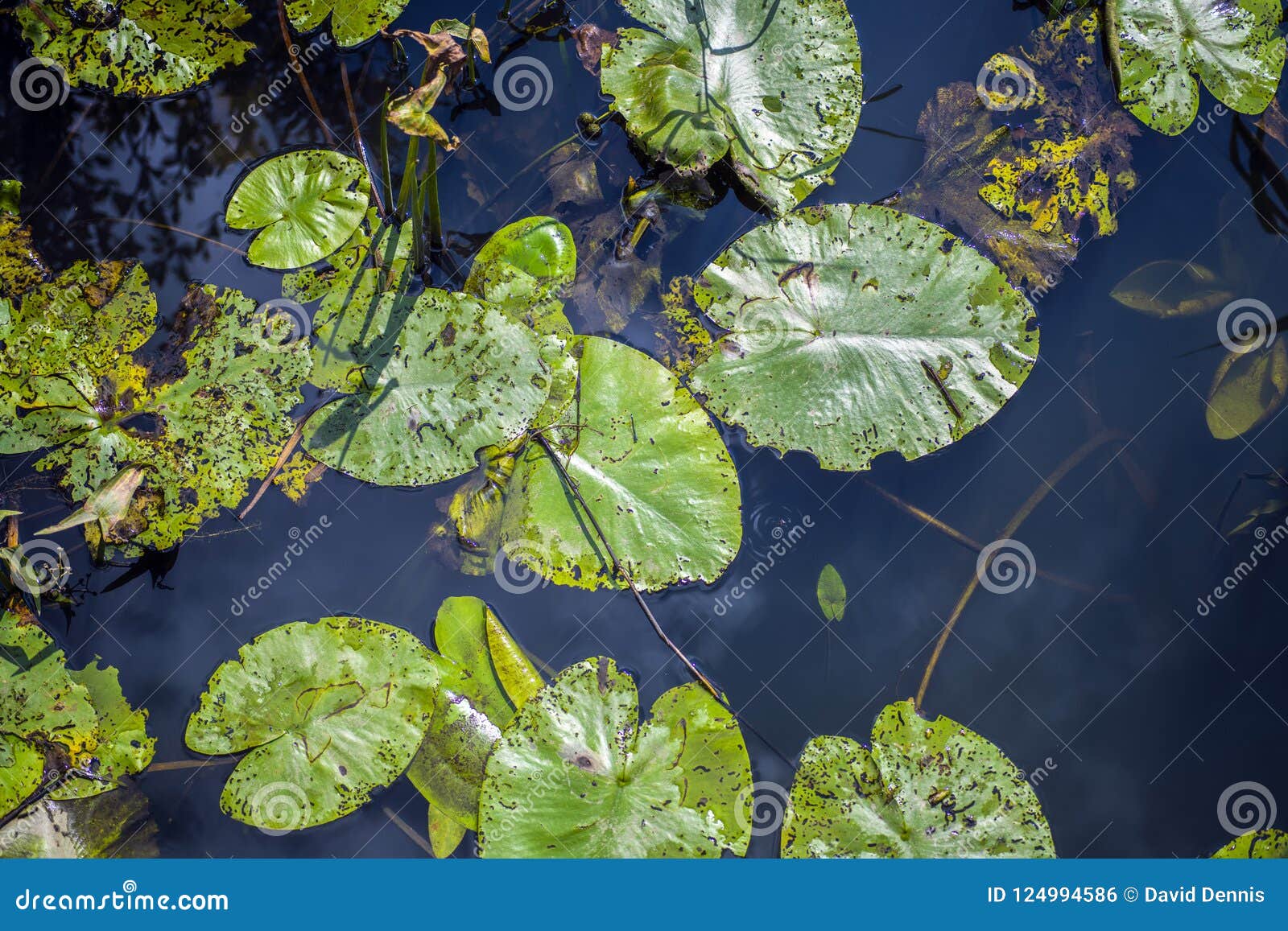Lily Pads in the Combe Haven River Stock Photo - Image of haven ...