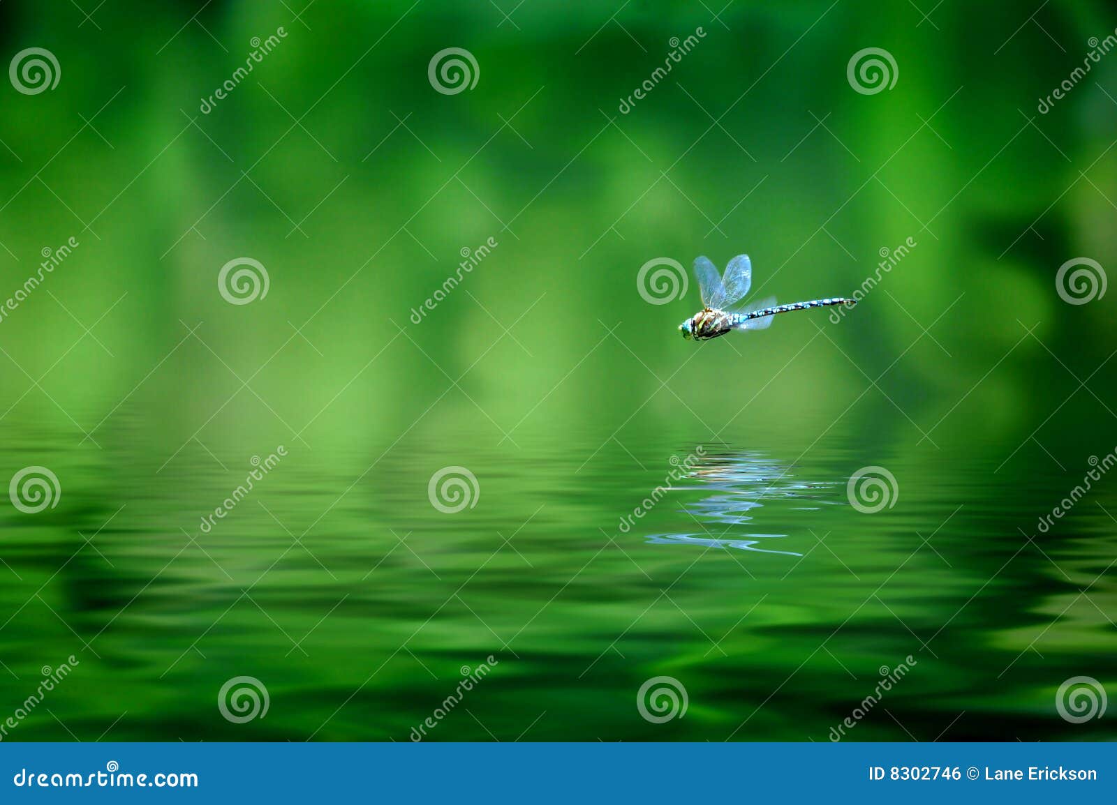 dragonfly reflection