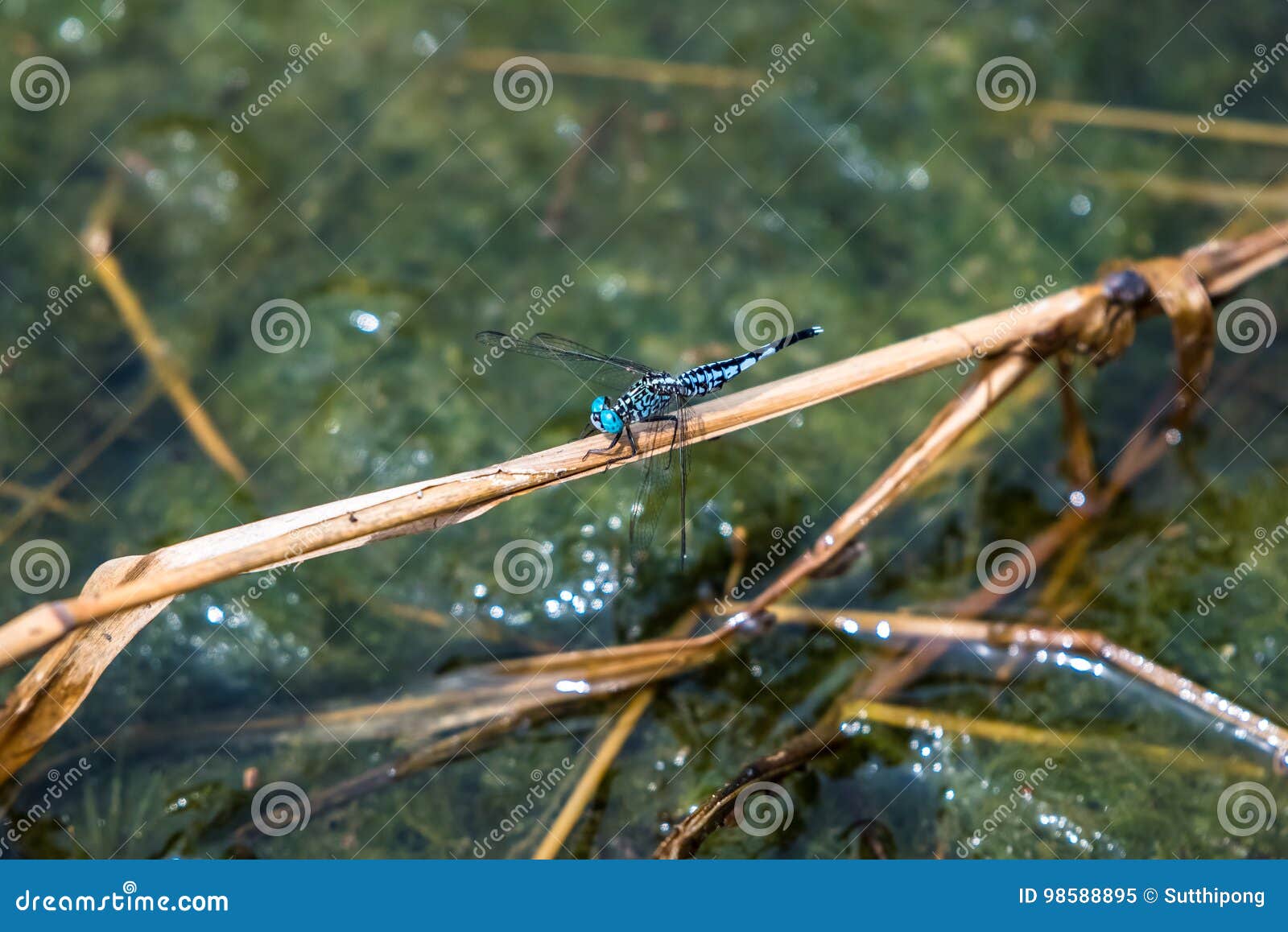 a dragonfly resting on a branch