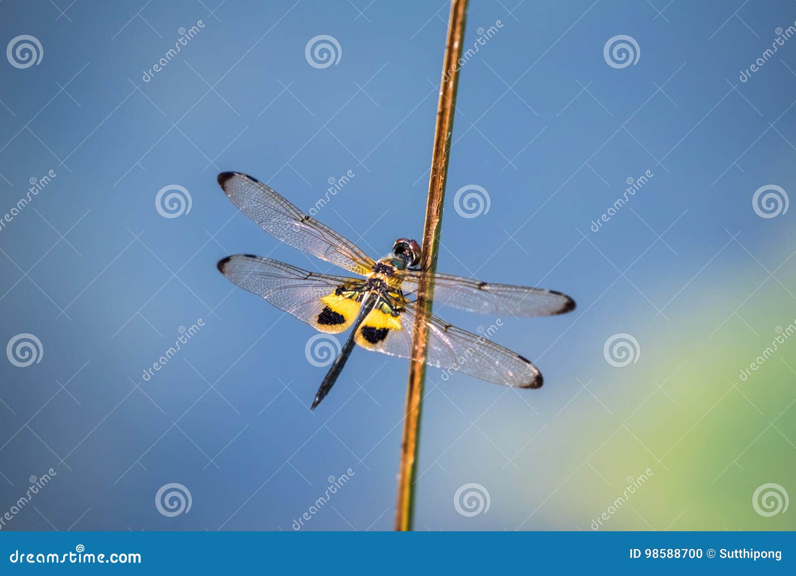 dragonfly resting on a branch.