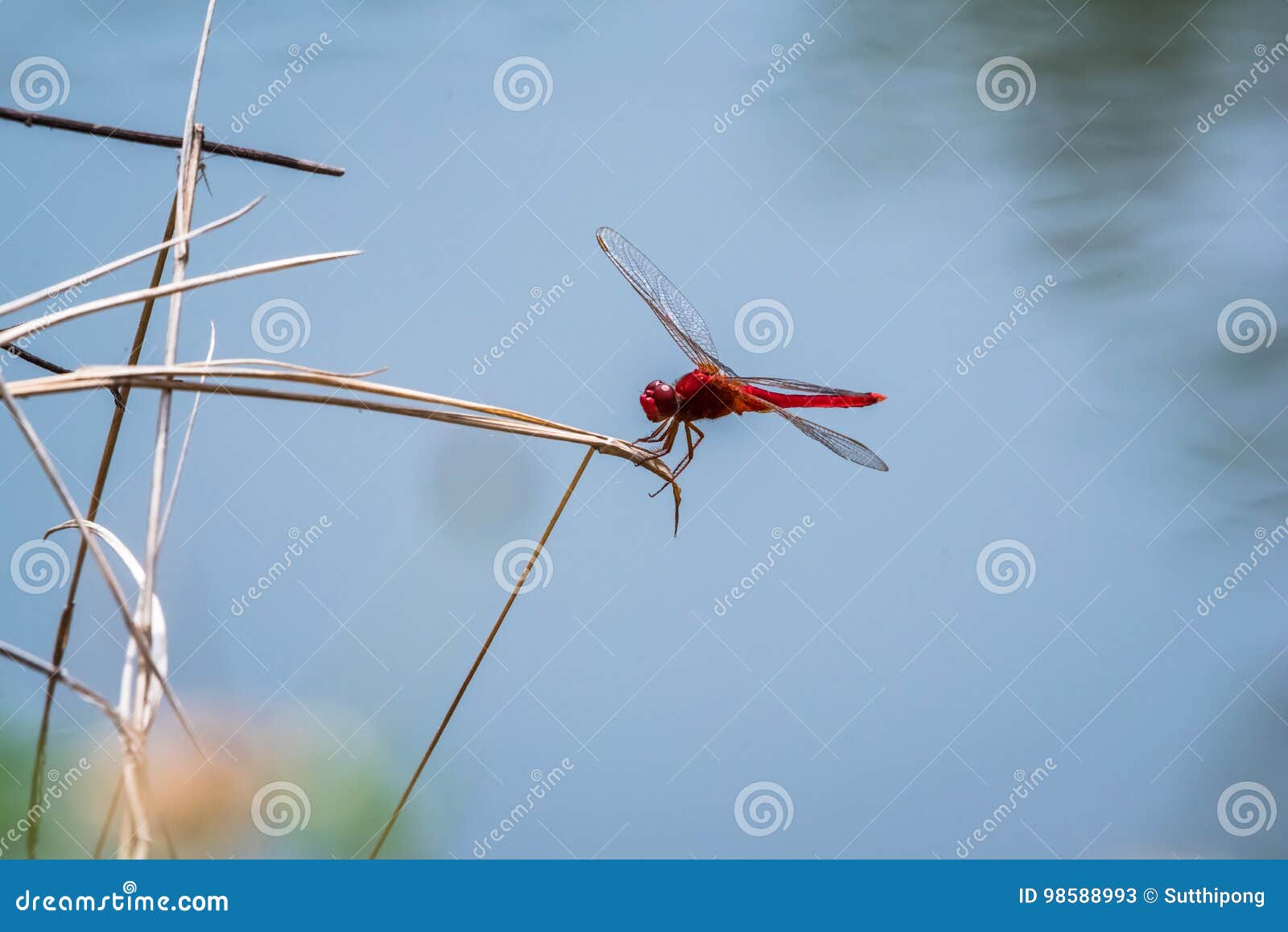 dragonfly resting on a branch beside the pond.