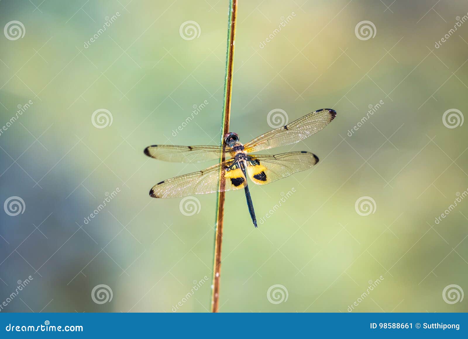dragonfly resting on a branch.