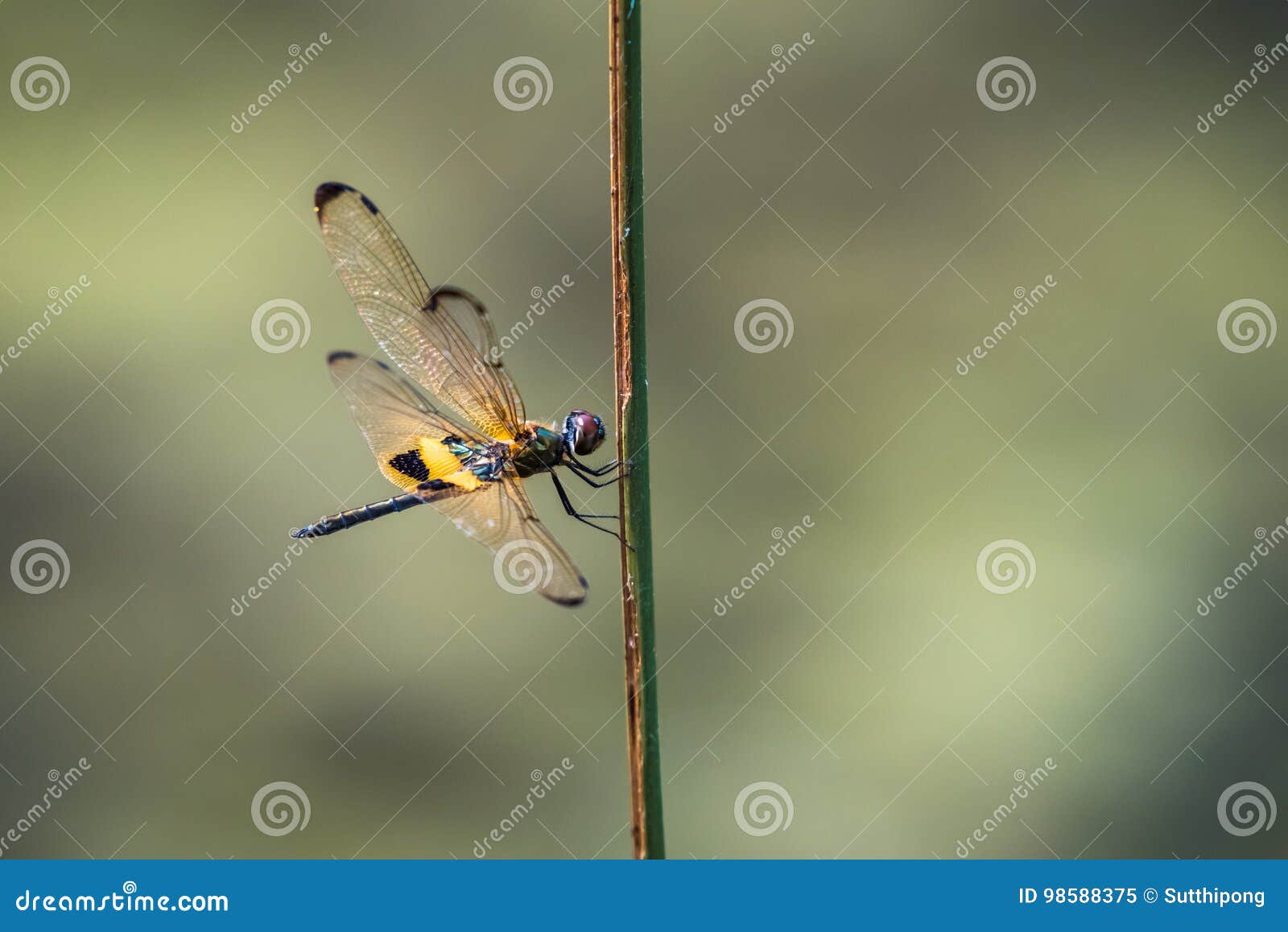 dragonfly resting on a branch