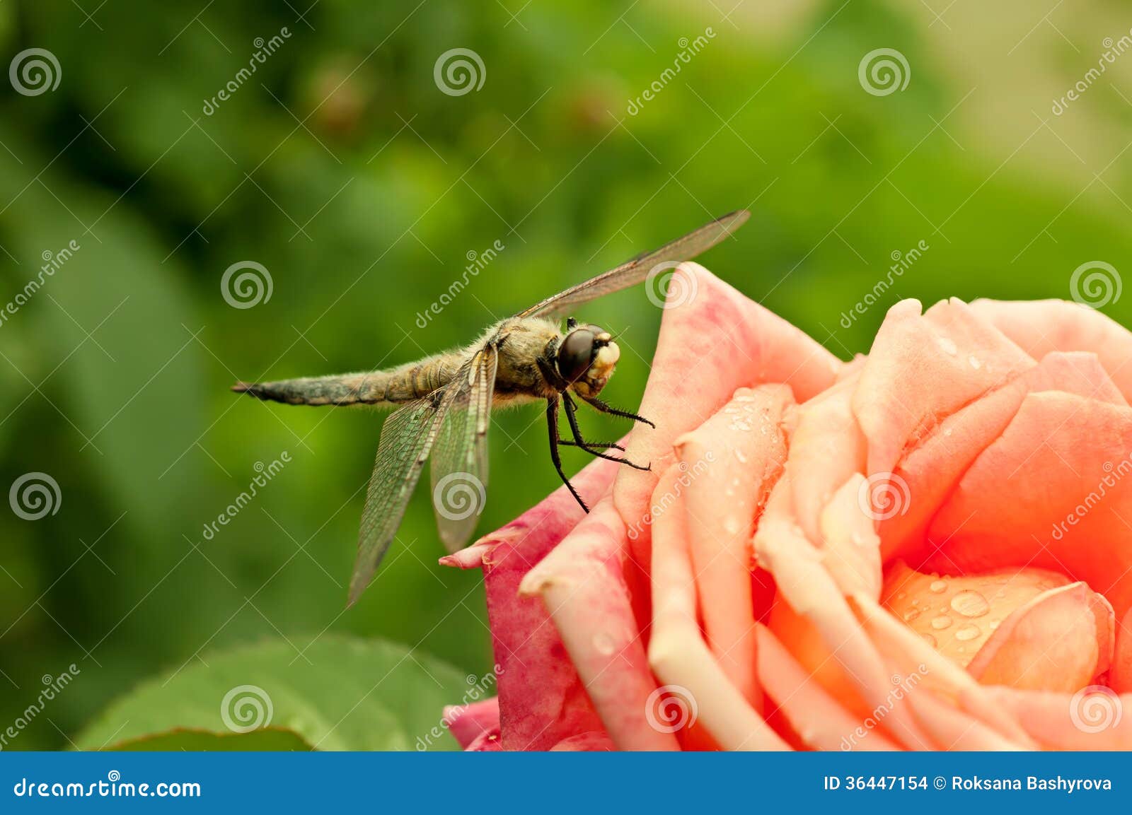 Dragonfly on the rose stock photo. Image of entomology 36447154