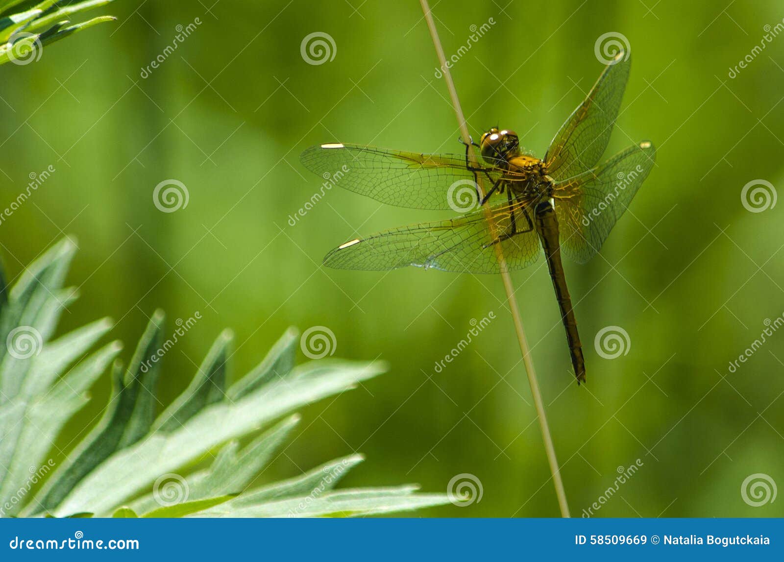 Dragonfly stock image. Image of sits, insect, eats, dragonfly 58509669
