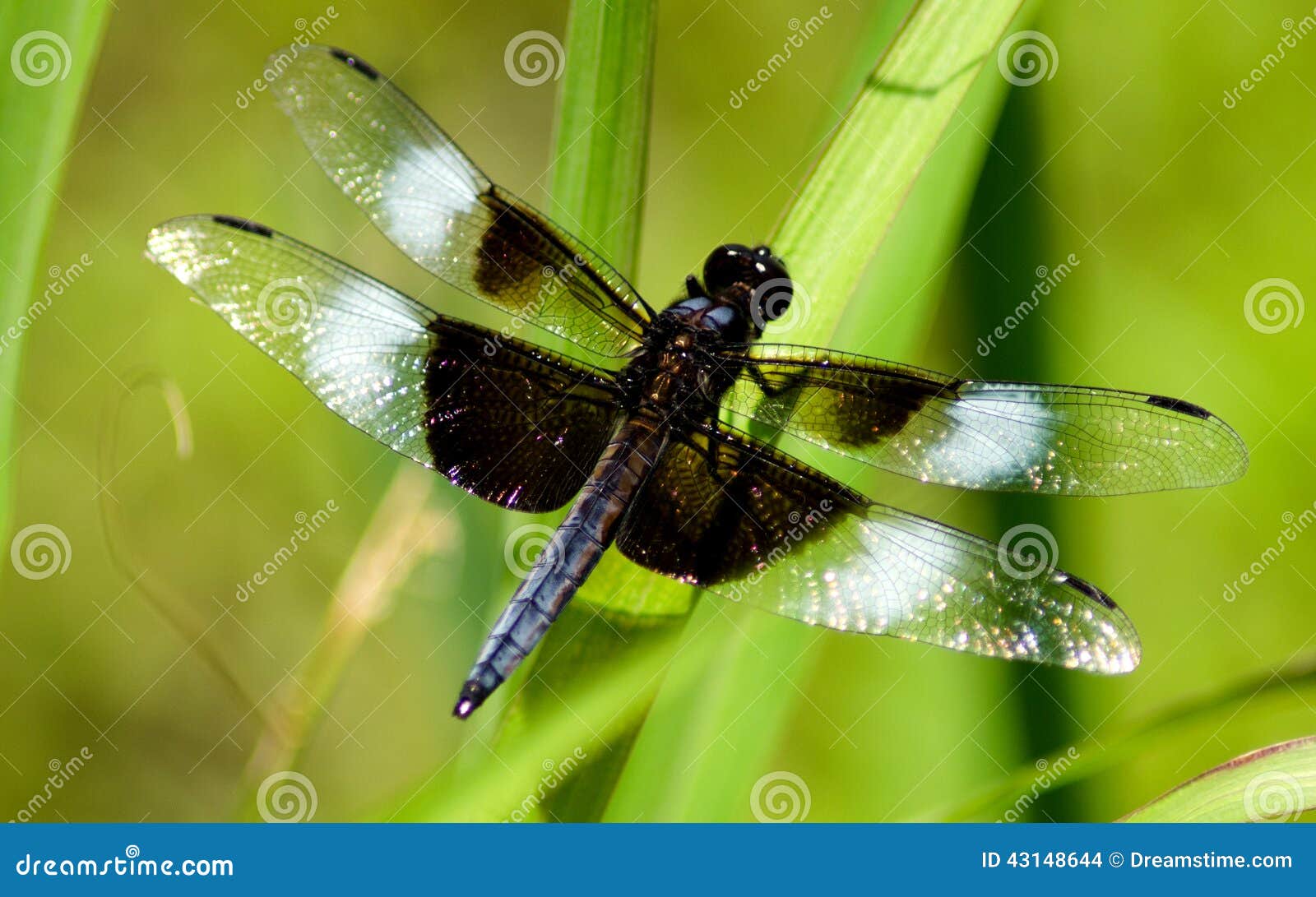 A dragonfly sits on a blade of saw-grass.