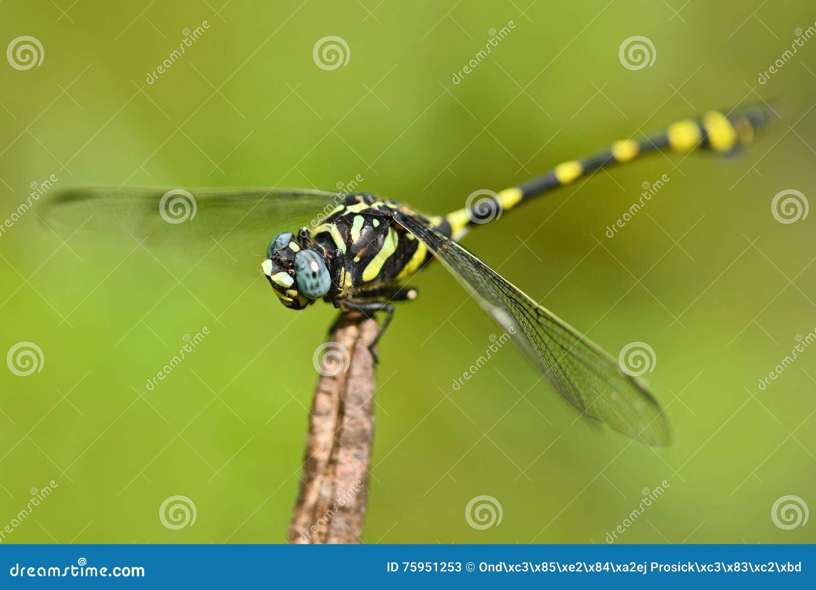 dragonfly from sri lanka. rapacious flangetail, ictinogomphus rapax, sitting on the green leaves. beautiful dragon fly in the