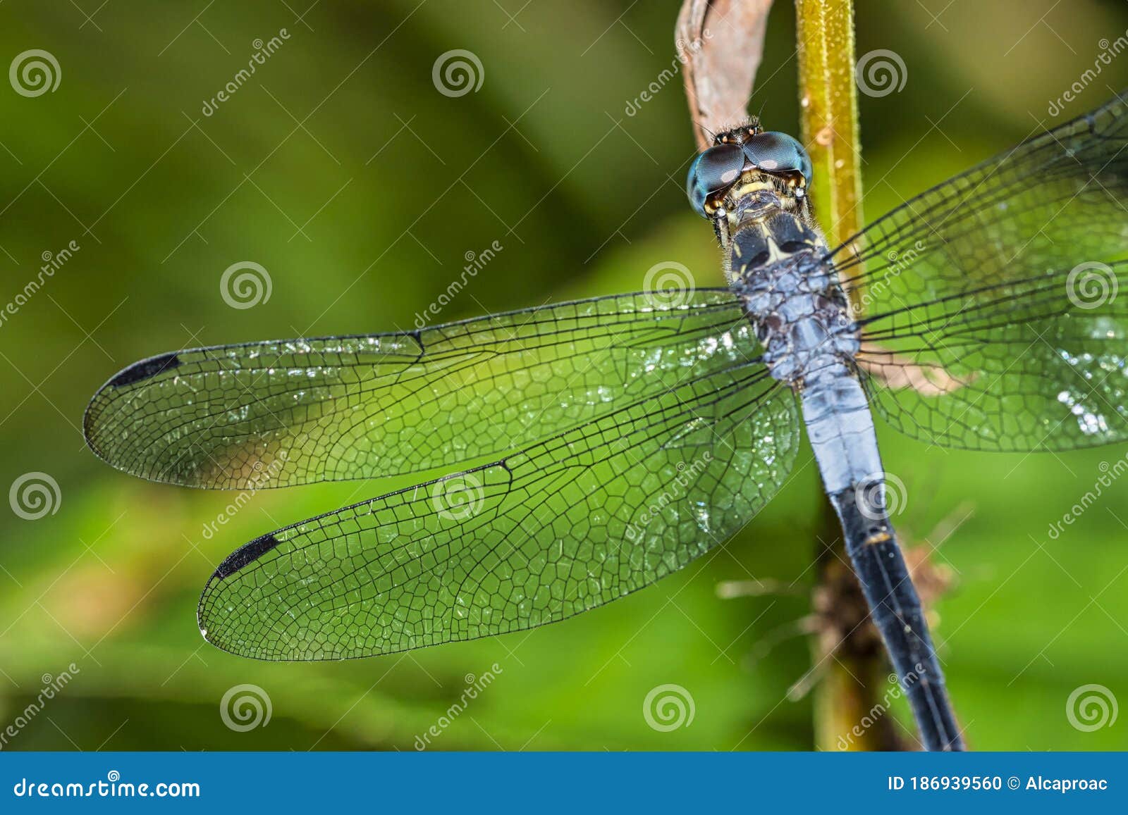 dragonfly, tropical rainforest, marino ballena national park