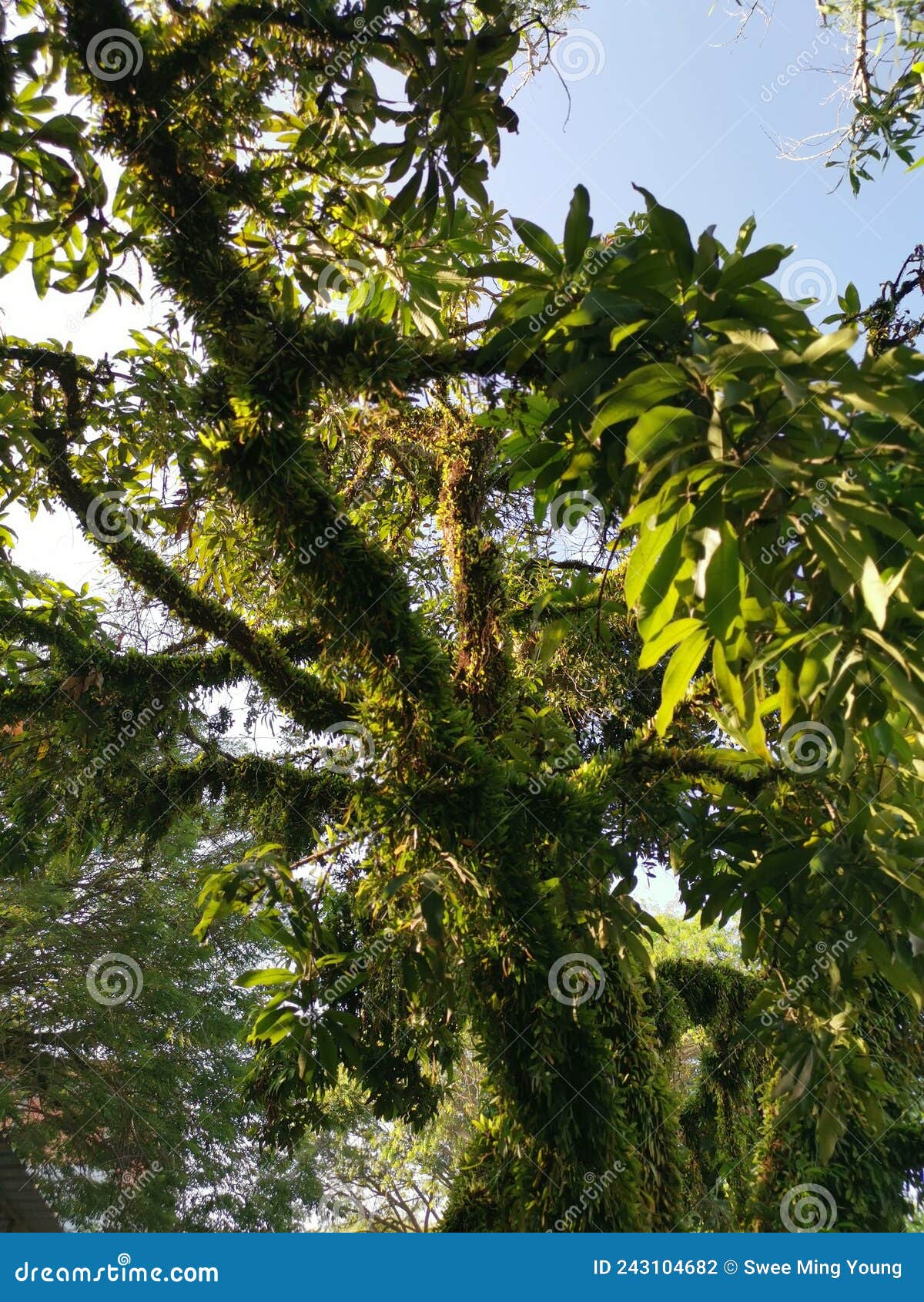 Dragons Scale Fern Propagating Around the Old Tree Trunk and Branches