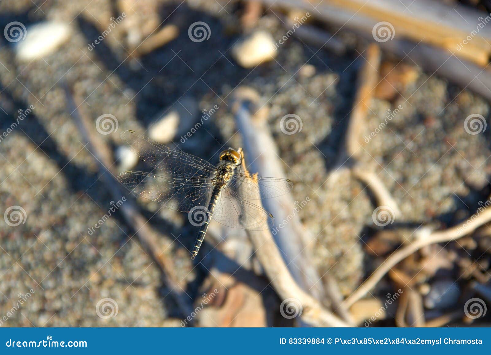 dragounfly animal insec macro