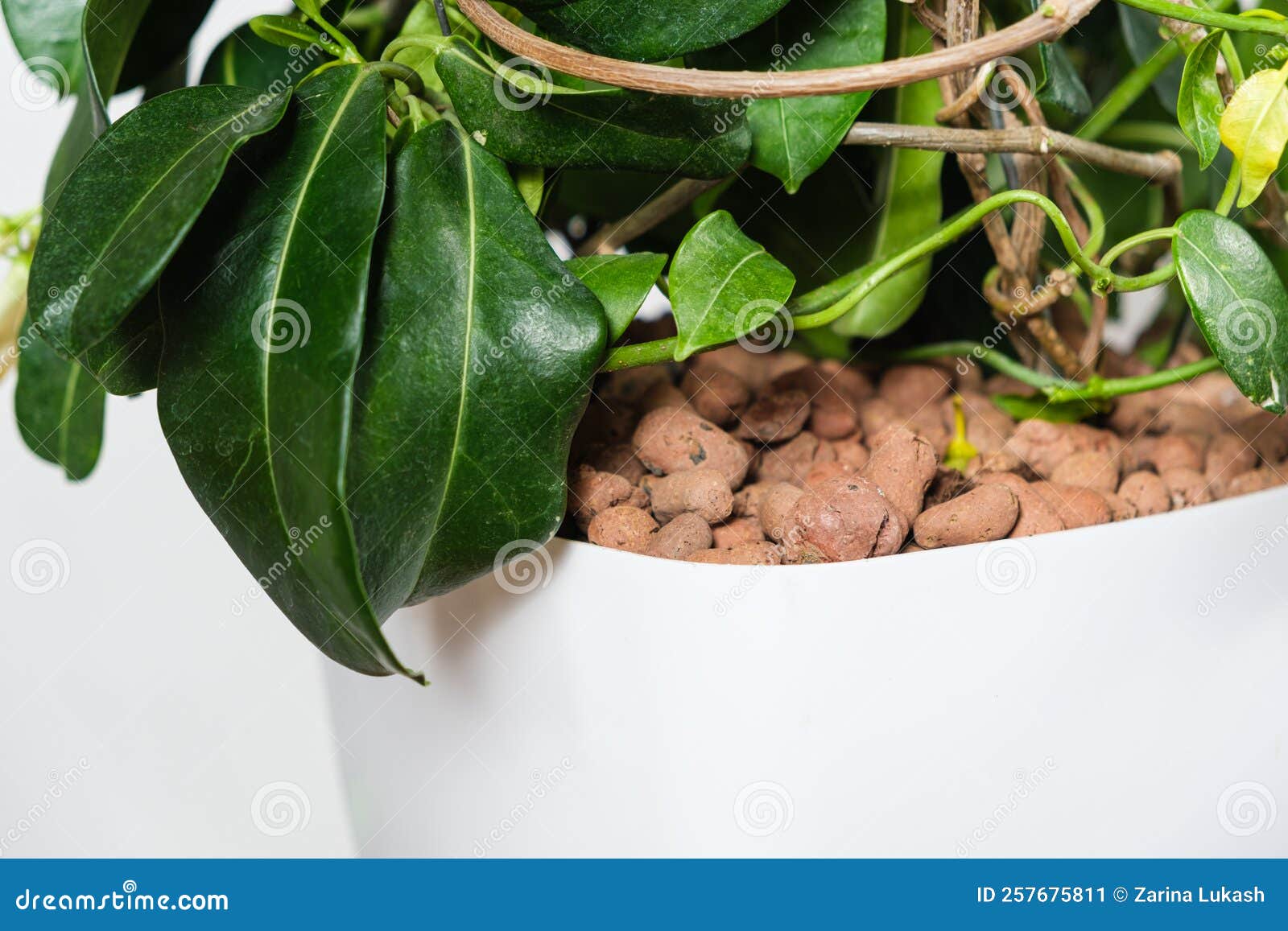 Drainage in a Flower Pot on the Surface, Houseplant Jasmine. Stock