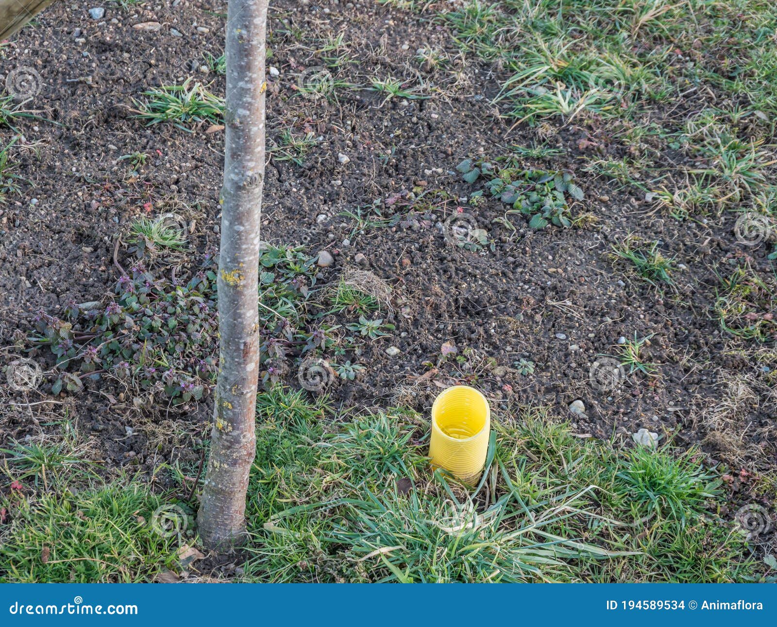 Drainage Pipe at the Tree Planting Stock Photo Image of aeration