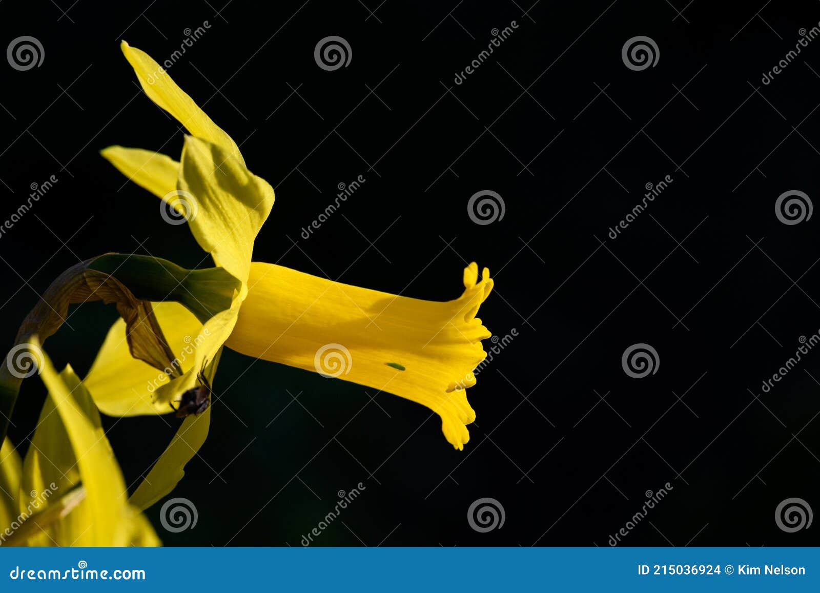 Dramatic Closeup of Bright Yellow Daffodils in Full Sun Against a Dark