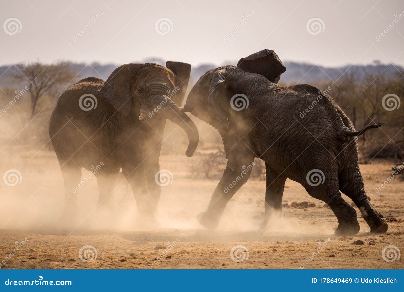 african elephant fighting