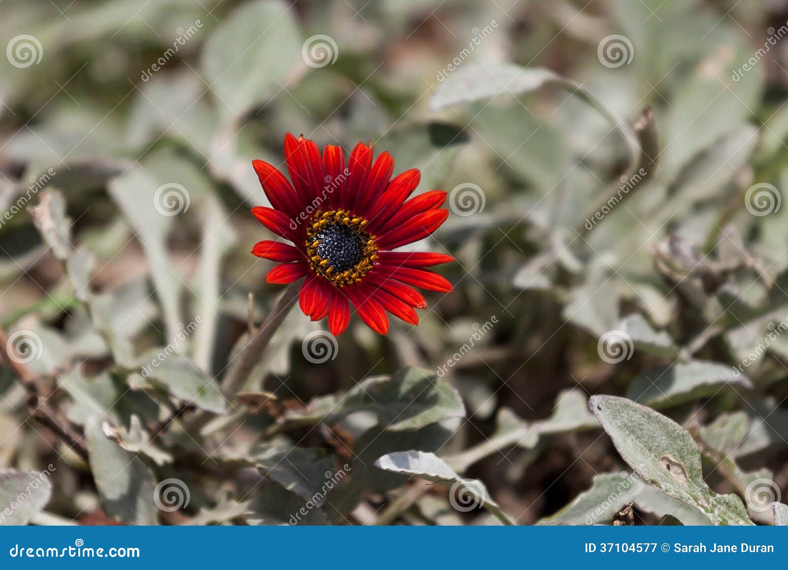 Dramatic Red Osteospermum Daisy Flower Stock Image Image Of Garden Grow