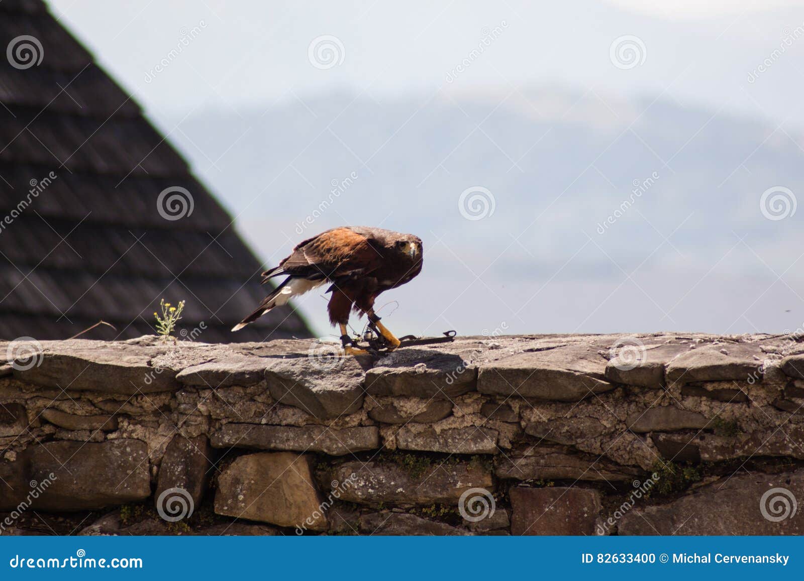 Dramatic Shot Of The Sitting Eagle Stock Photo Image Of