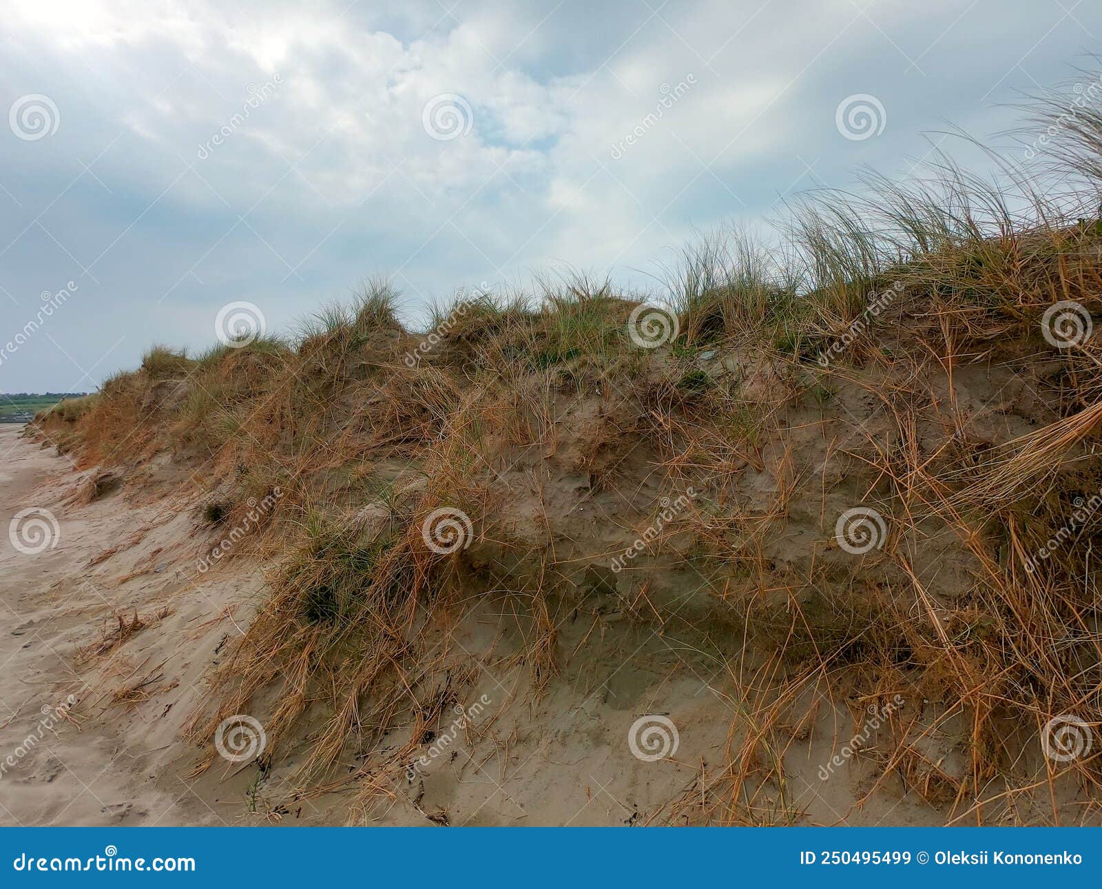 Dramatic Sky, Plants Grow on Sand. Cloudy Sky Over Dry, Tough Plants