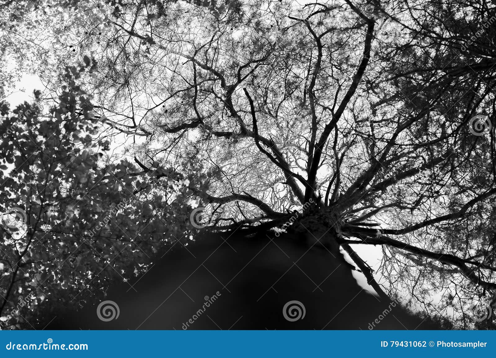 Dramatic tree top stock photo. Image of trunk, plant 79431062