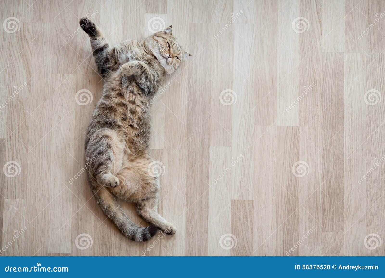 Draufsicht der Katze, die auf Parkettboden liegt. Erwachsene Katze, die zu Hause auf Parkettboden liegt