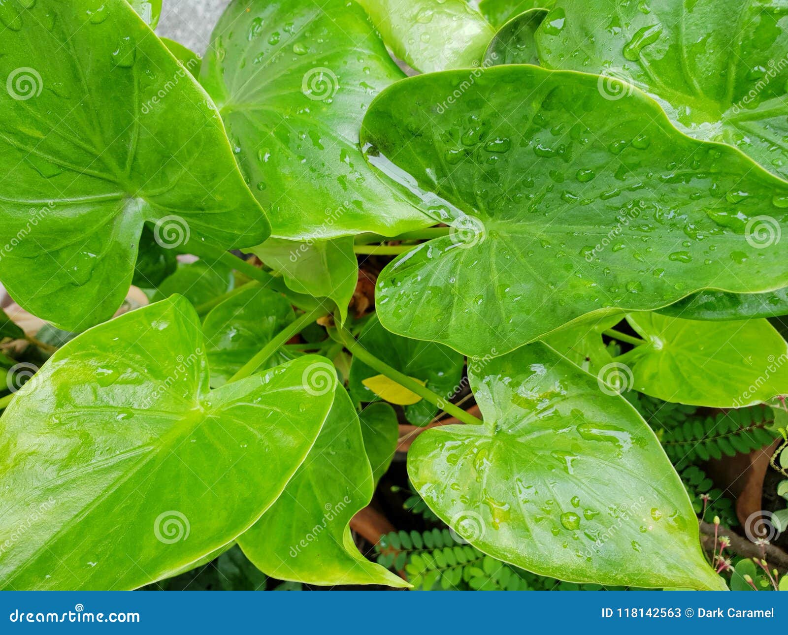 Draufsicht von Tropfen mit Niederlassung und Blätter Syngonium Podophyllum oder von Trikolore Nephthytis als Hintergrund, Araceae, Xanthosoma, ökologisches Konzept Wassertropfen auf grünem Blatthintergrund Kopieren Sie Platz