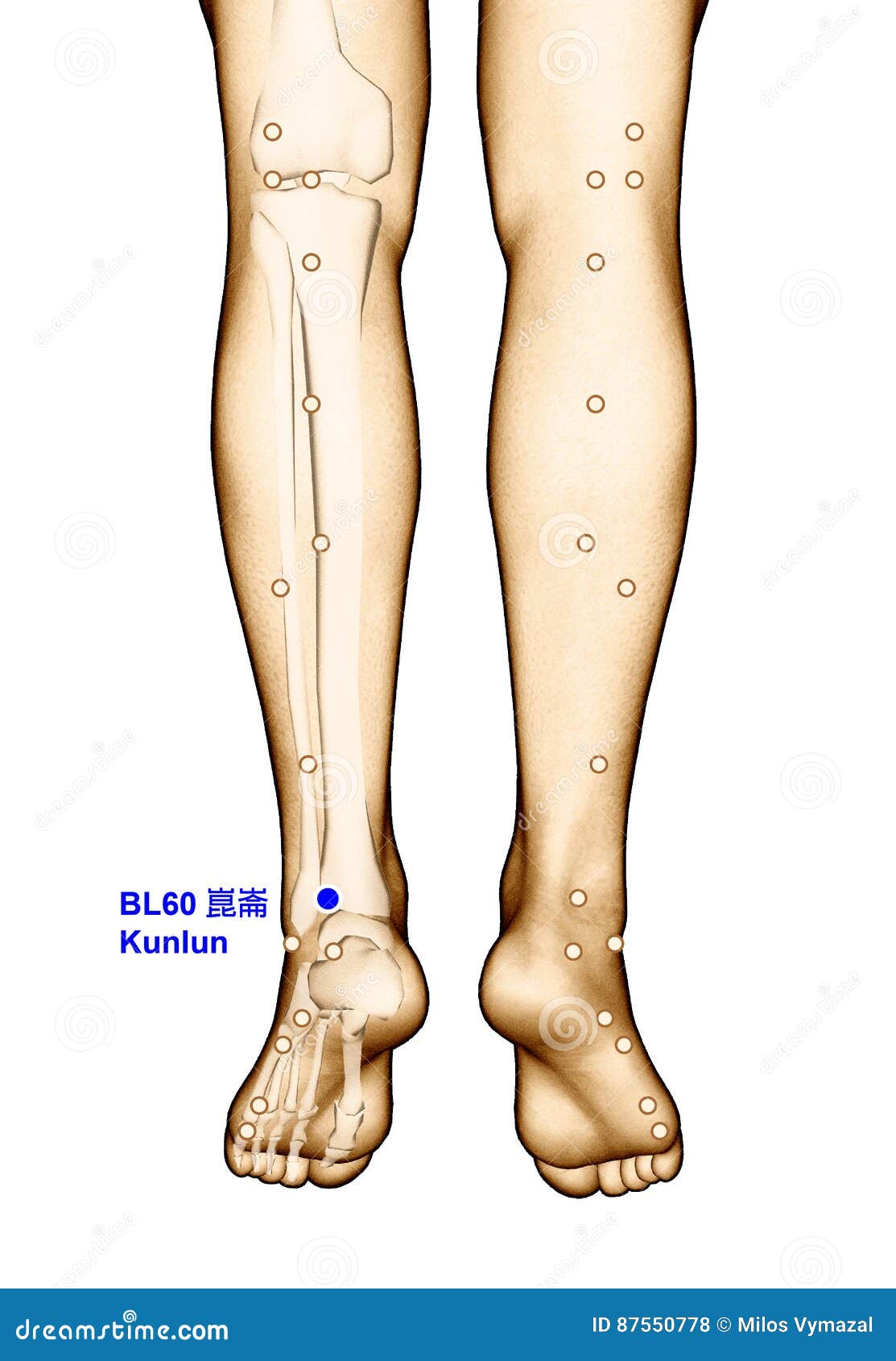 Drawing Acupuncture Point BL60 Kunlun, 3D Illustration Stock ... Biology Diagrams