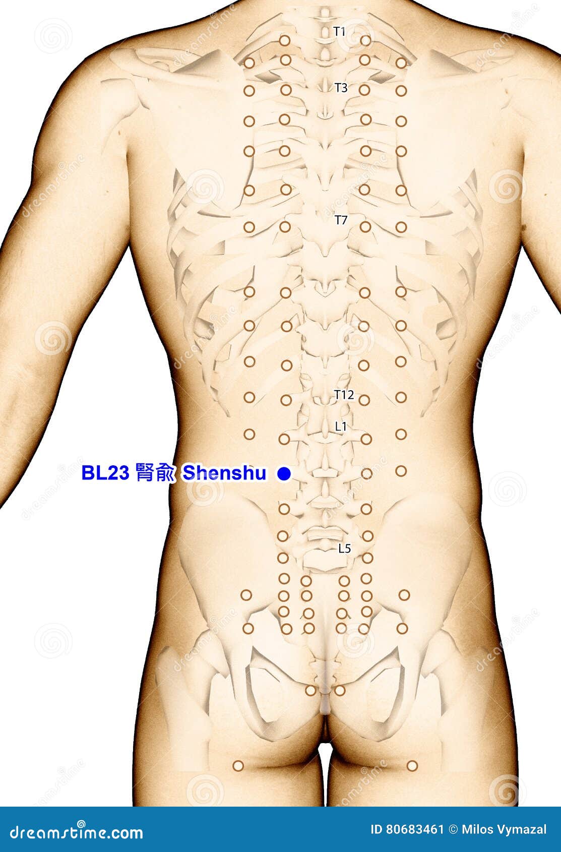 drawing acupuncture point bl23 shenshu, 3d 