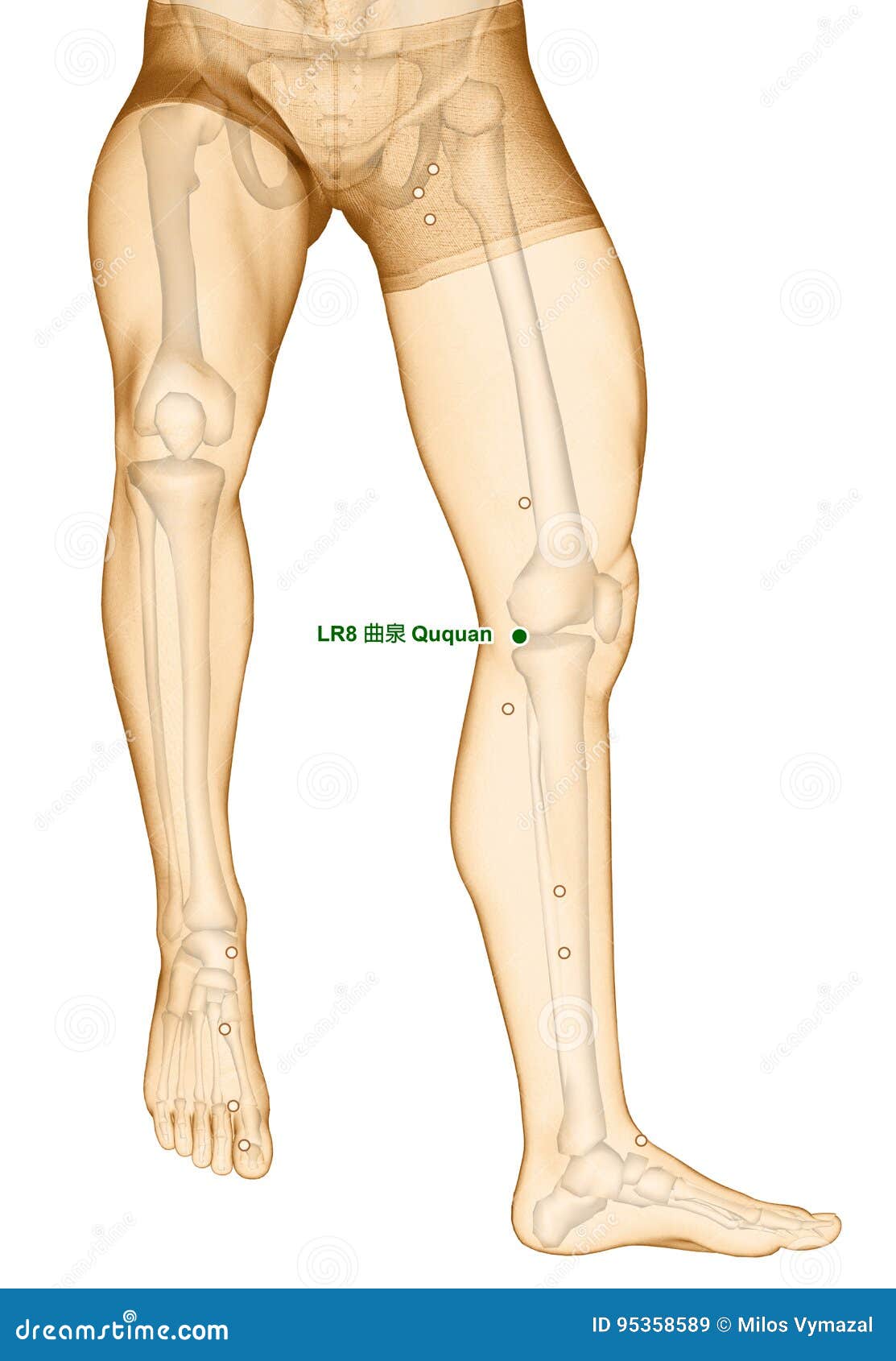 Liver Meridian