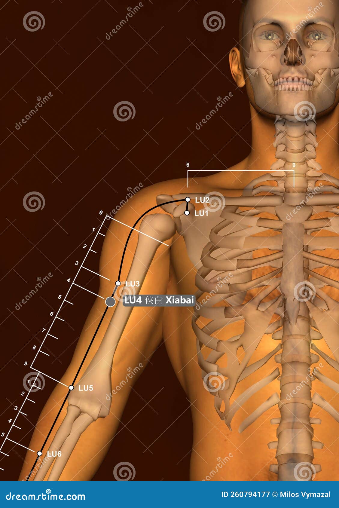 Drawing Acupuncture Point TE5 Waiguan 3D Illustration Stock Image Biology Diagrams