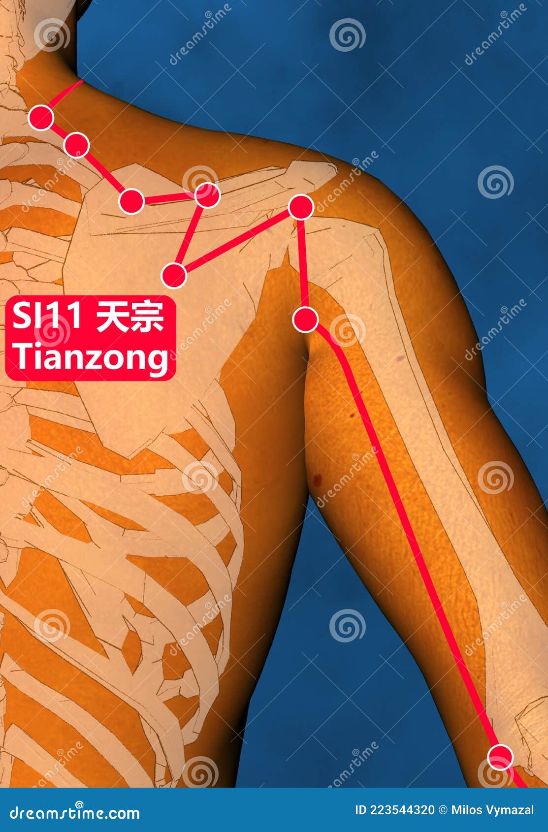 drawing acupuncture point si11 tianzong, 3d , blue background