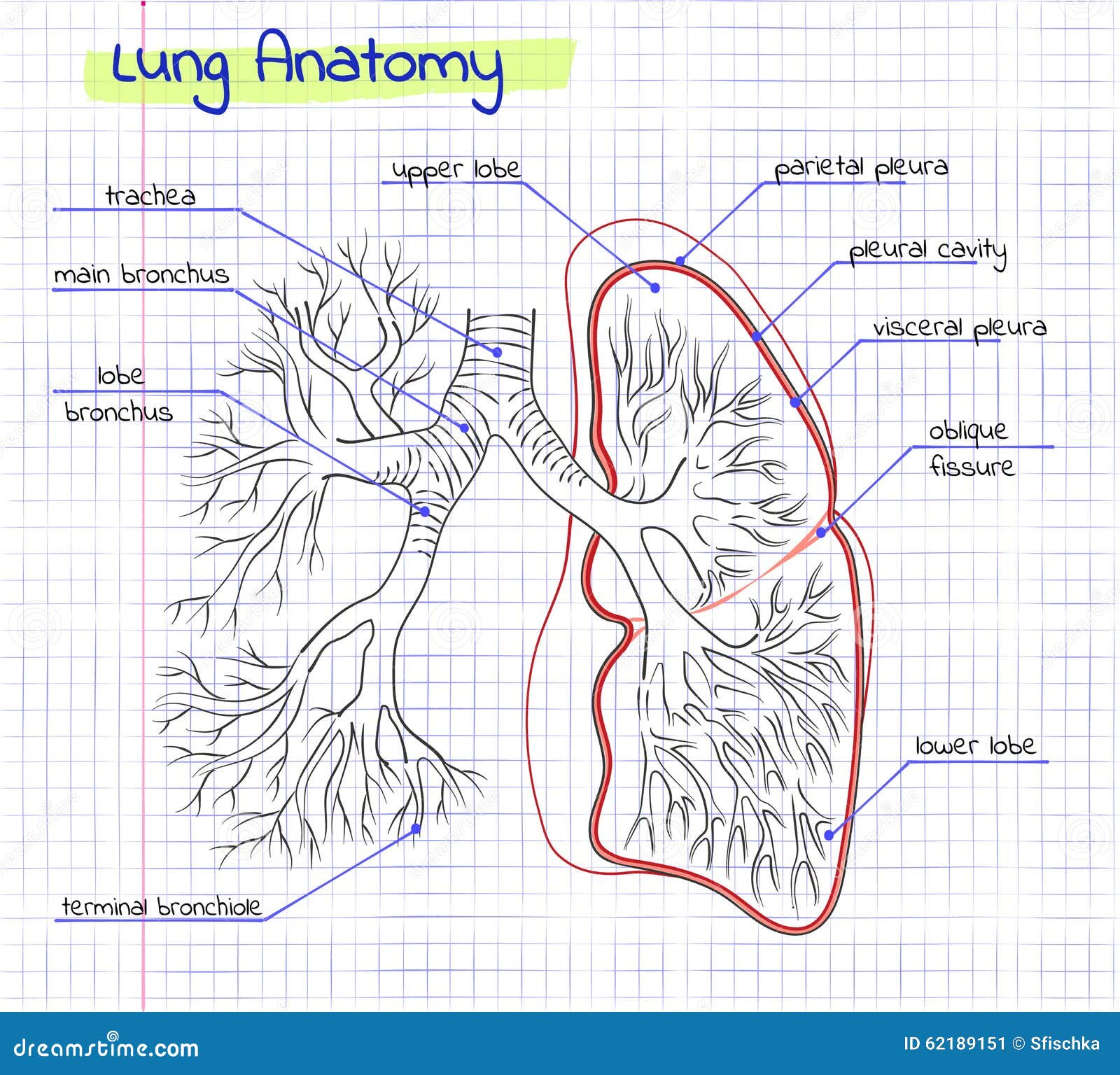Drawing Anatomy of the Human Lung Stock Vector Illustration of