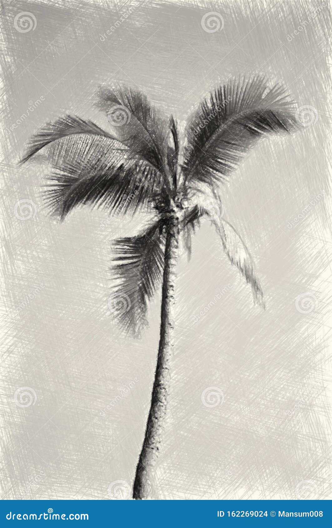 Coconut Pencil Drawing Vector Images (over 150)