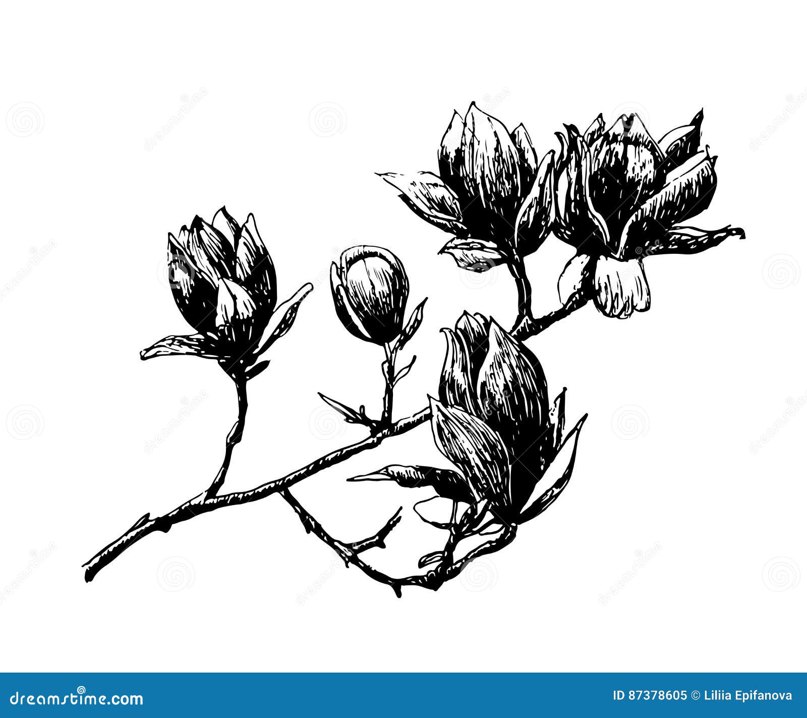 Drawing Blooming Magnolia Branch Spring, Hand-drawn Illustration Stock ...