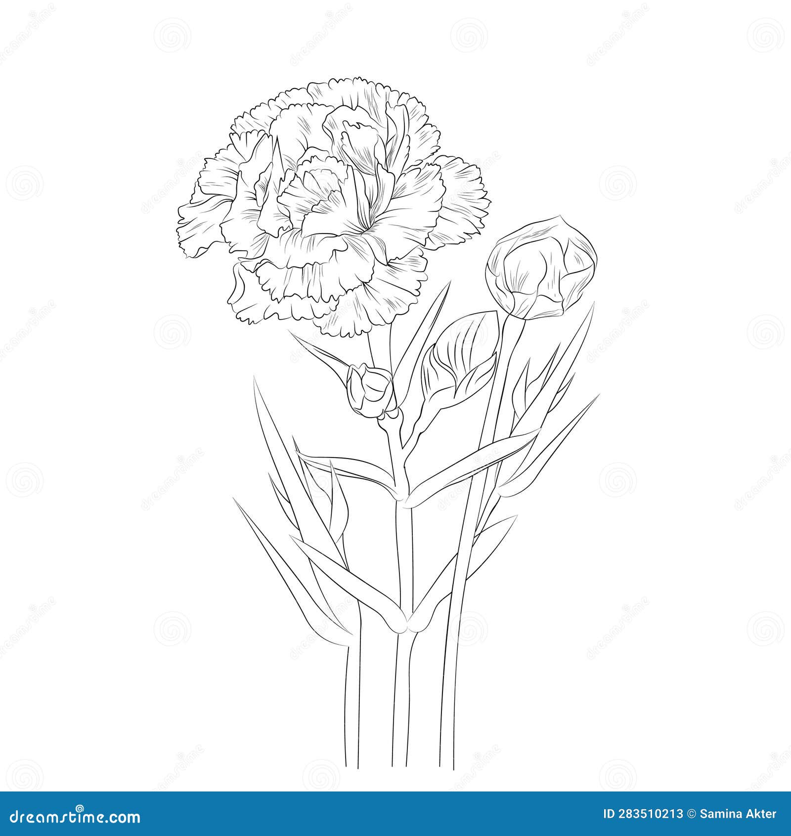 Drawing Carnation Flower Tattoo Outline, Line Drawing Simple Carnation ...