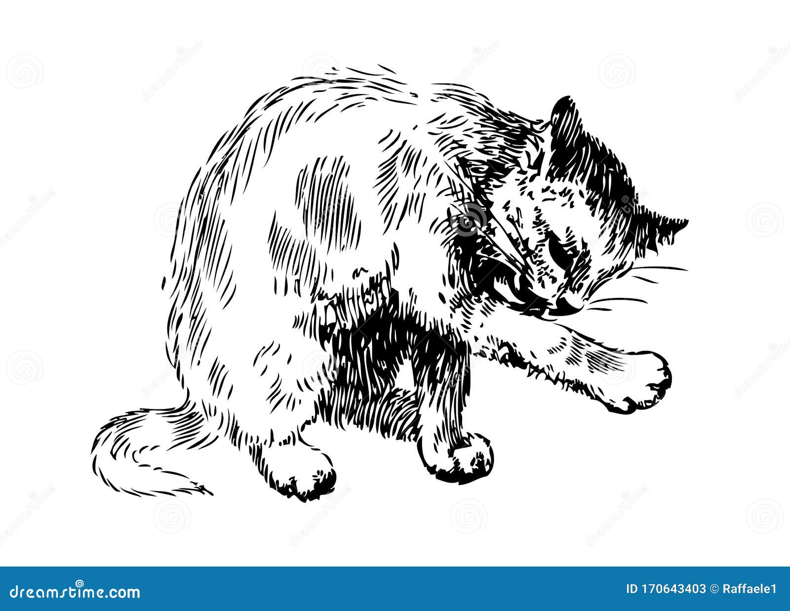 drawing of cat washing white background