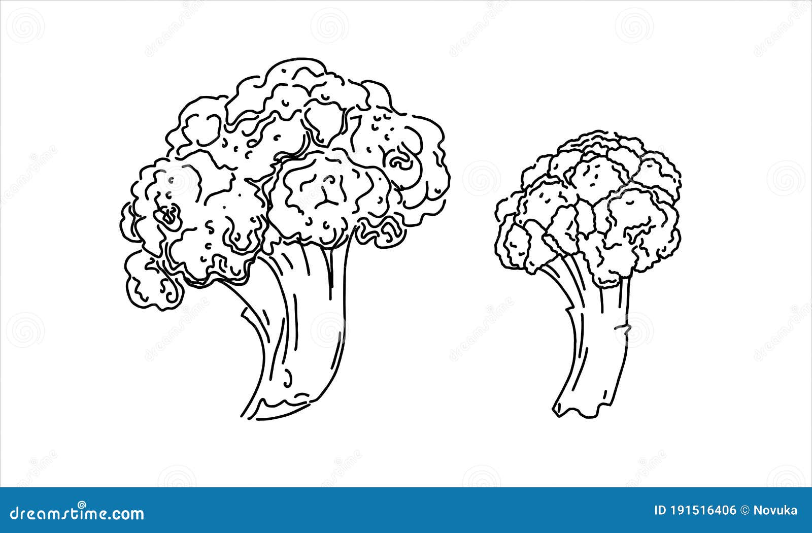 Drawing of Cauliflower. Image of Vegetables in the Sketch Style in a